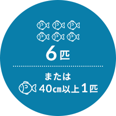 6匹
